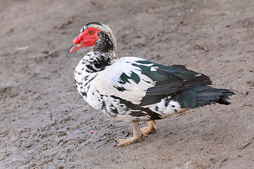 Image showing Turkey duck