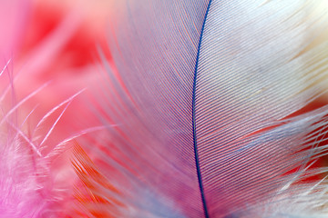 Image showing Close up of multi Colored feathers