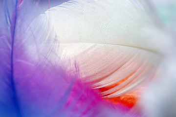 Image showing Close up of multi Colored feathers