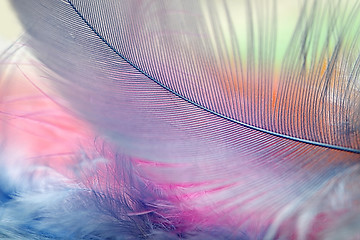 Image showing Multi Colored feathers