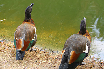 Image showing Two ducks