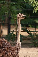 Image showing Ostrich