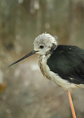 Image showing Snipe