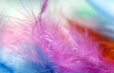 Image showing Close up of multi Colored feathers