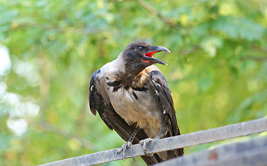 Image showing Crow