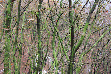 Image showing Green trunks