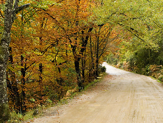 Image showing Autumn colors