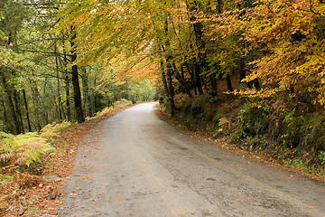 Image showing Autumn colors