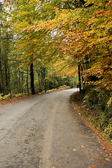 Image showing Autumn colors