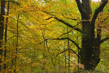 Image showing Autumn colors