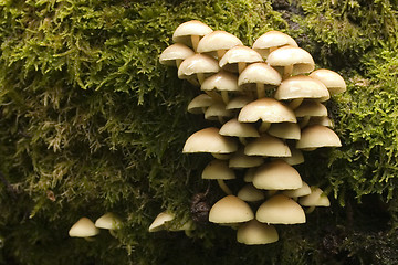 Image showing mushrooms