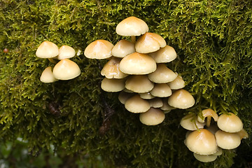 Image showing mushrooms