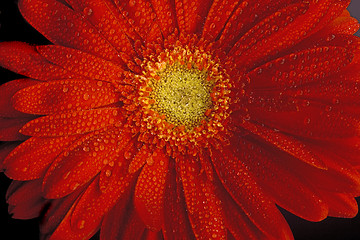 Image showing red gerbera