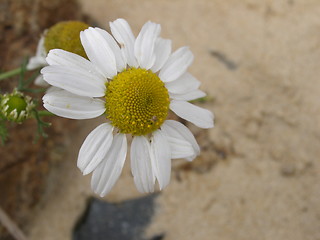 Image showing flower