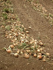 Image showing onions