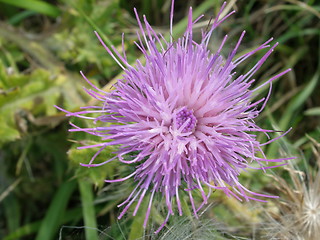 Image showing flower