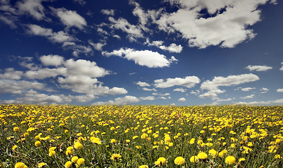 Image showing Dandelion meadow