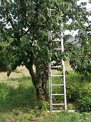 Image showing cherry tree