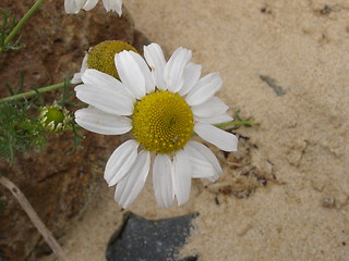 Image showing daisy