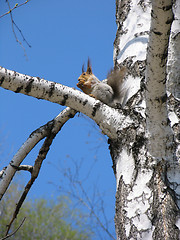 Image showing Squirrel