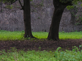 Image showing trees