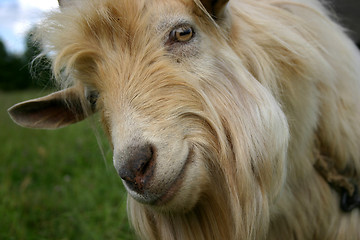 Image showing Portrait of a goat