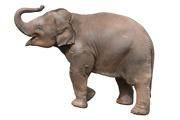 Image showing Baby elephant