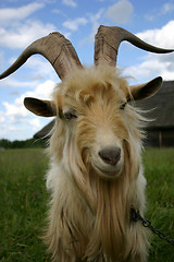 Image showing Portrait of a goat [2]