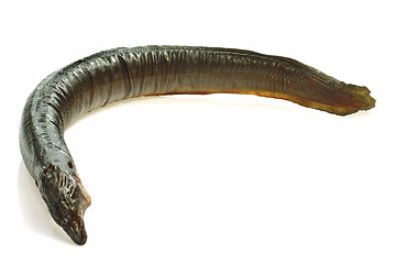 Image showing Eel