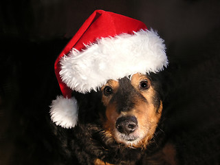 Image showing santas canine helper