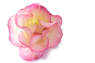 Image showing delicate rose