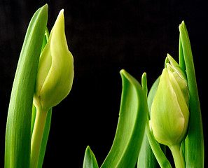 Image showing Tulips