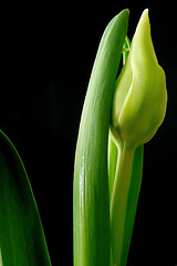 Image showing Tulips