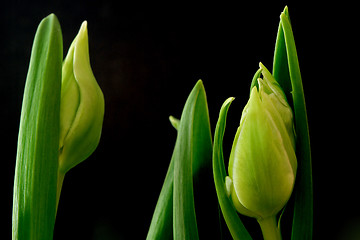 Image showing Tulips