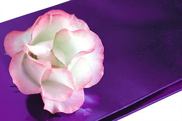 Image showing delicate rose