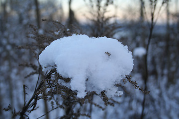 Image showing winterforest