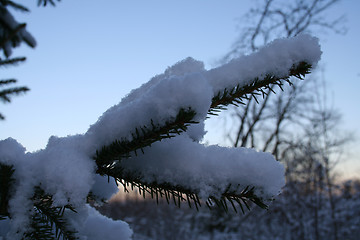 Image showing winterforest