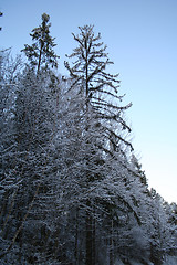 Image showing winterforest