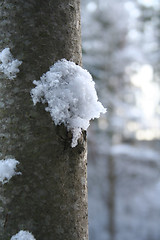 Image showing winterforest