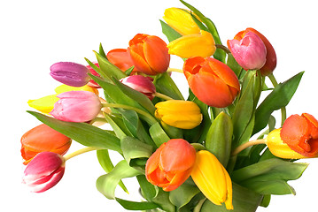 Image showing tulips