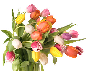 Image showing tulips