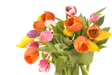 Image showing tulips