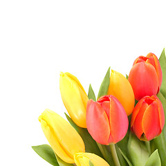 Image showing tulips