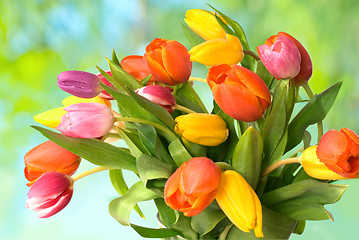 Image showing tulips