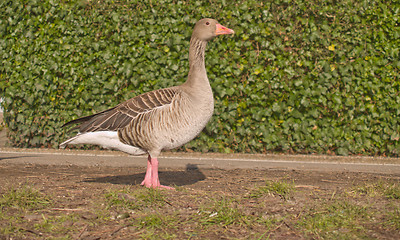 Image showing Lone goose standing on grass - copyspace