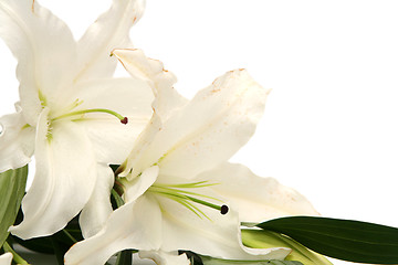 Image showing Easter lilies