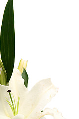 Image showing Easter lilies