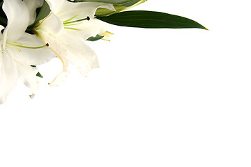 Image showing Easter lilies