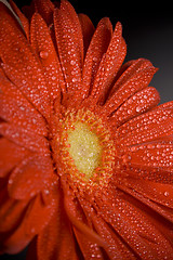 Image showing red gerbera