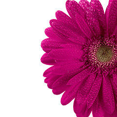 Image showing pink gerbera